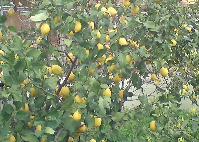 Rea Luxury 5 Bdrs With Swimming Pool فيلة Kremastí